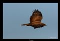 Buteo buteo