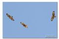 Buteo buteo