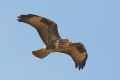 Buteo buteo