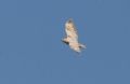 Buteo rufinus