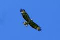 Buteo buteo