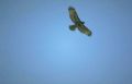 Buteo buteo