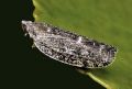 Cixidia pilatoi
