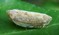 Neomenocria advena