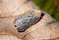 Cixidia sp.