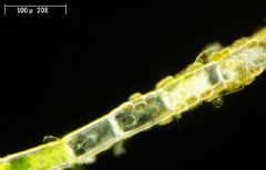 Cocconeidaceae