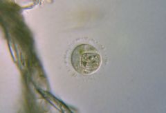 Nucleariidae