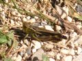 Arcyptera fusca
