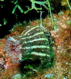 Hormathiidae