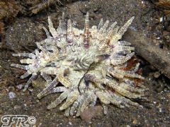 Phymanthidae