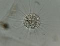 Actinophrys sol