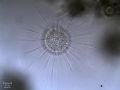 Actinophrys sol
