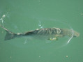 Actinopterygii