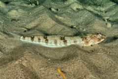 Aulopiformes