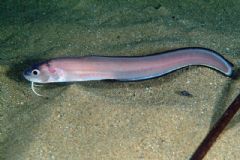 Ophidiiformes