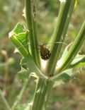 Nemophora raddaella