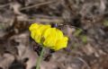 Adela sp.