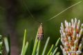 Nemophora ochsenheimerella