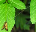 Nemophora degeerella