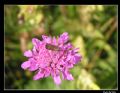 Nemophora metallica