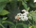 Nemophora sp.