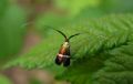 Nemophora sp.