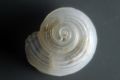 Circulus striatus