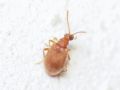 Olotelus flaveolus (cfr.)