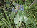 Viburnum tinus