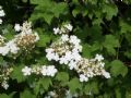 Viburnum opulus