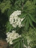 Sambucus nigra