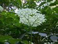 Sambucus nigra