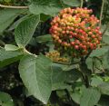 Viburnum lantana