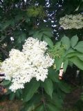 Sambucus nigra