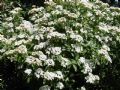 Viburnum tinus