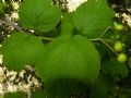 Viburnum opulus