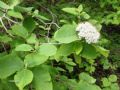 Viburnum lantana