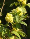 Sambucus racemosa