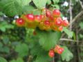 Viburnum opulus