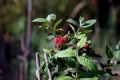 Viburnum lantana