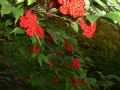 Sambucus racemosa