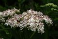 Sambucus ebulus