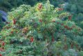 Sambucus racemosa