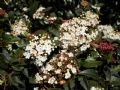 Viburnum tinus