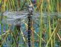 Aeshna juncea