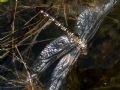 Aeshna cyanea