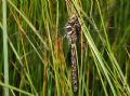 Aeshna juncea