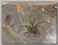 Agelena labyrinthica