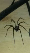 Eratigena vomeroi