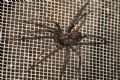 Tegenaria parietina